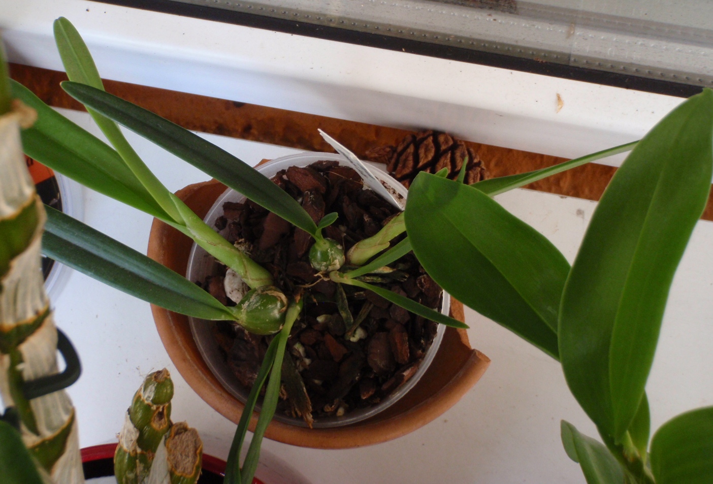 Encyclia tampensis 2012-08-29.JPG