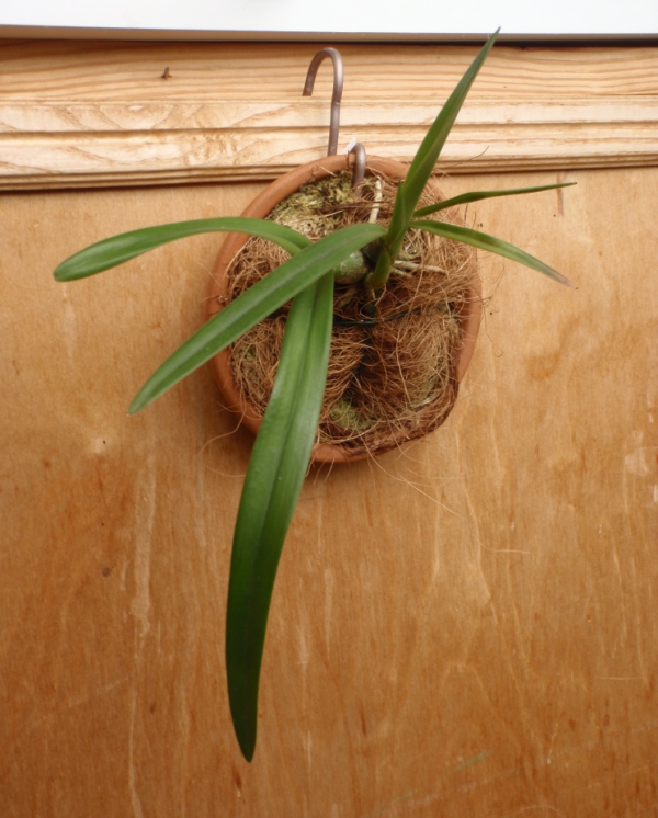 Encyclia tampensis 2013-07-03.JPG
