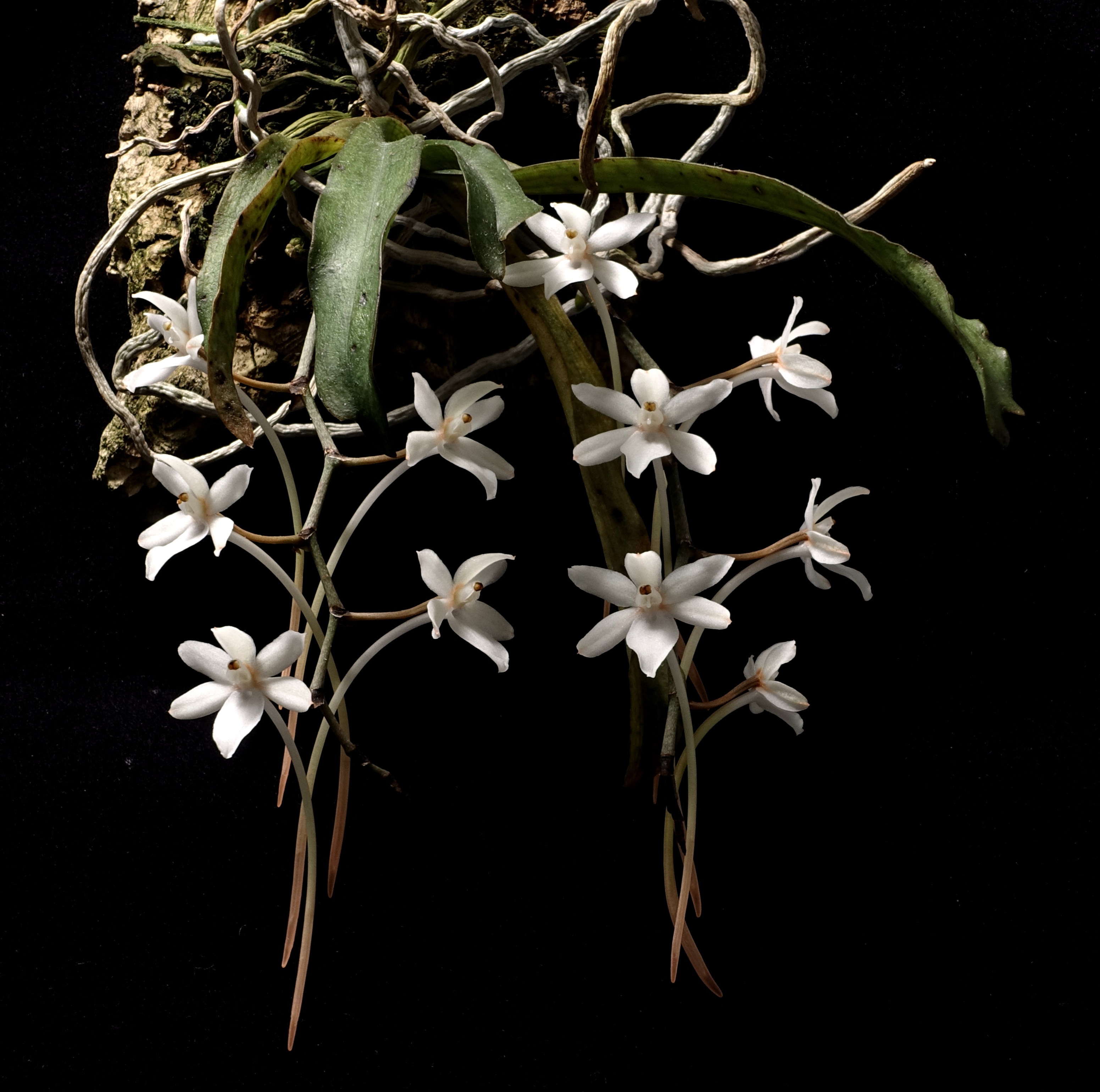 Aerangis mystacidii