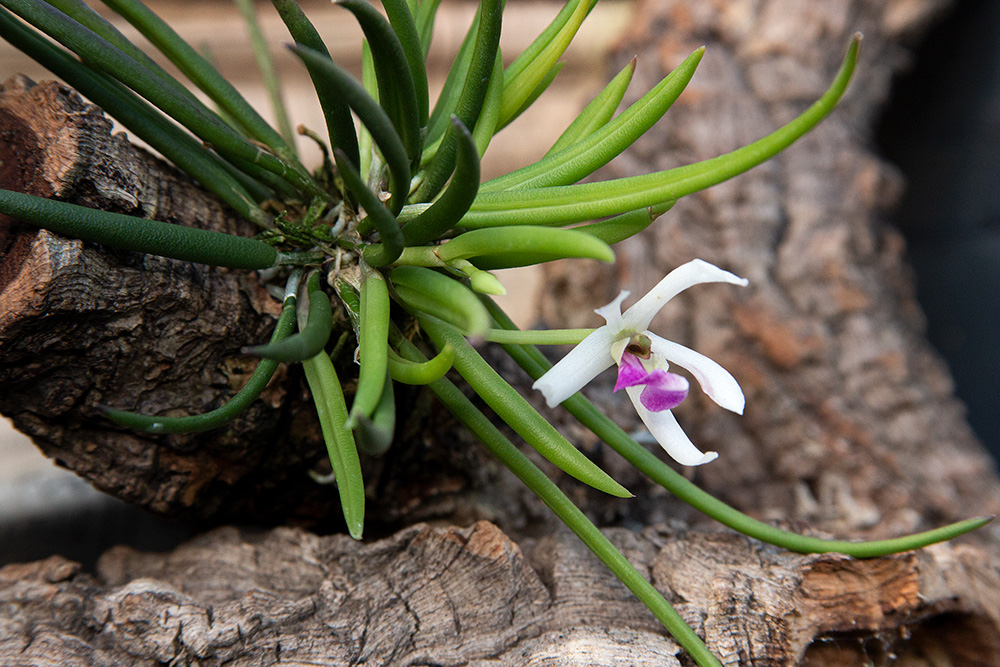Leptotes bohnkiana