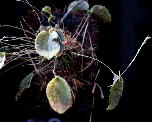 Lepanthes calodictyon'20.jpg