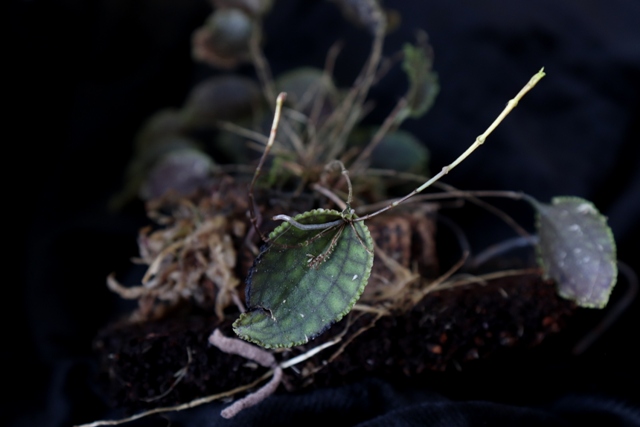 Lepanthes calodictyon'20.01.jpg