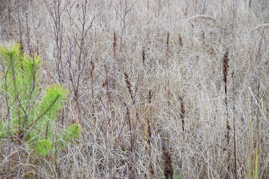 2022-11-05_32339.jpg