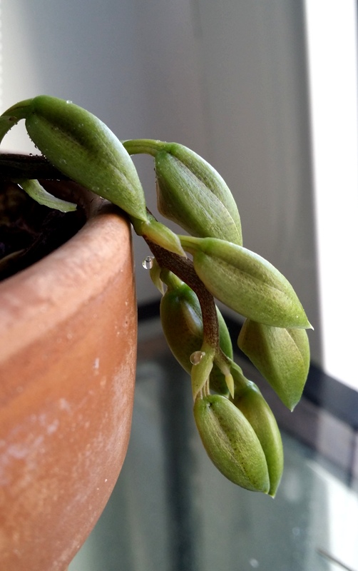 Catasetum schunkei 2014-07-10.jpg