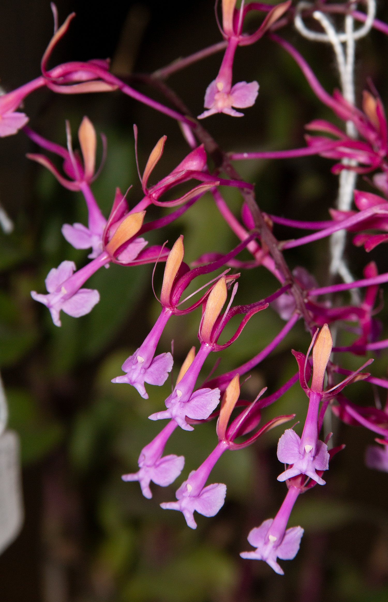 E.capricornu