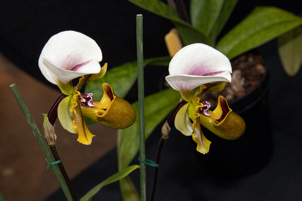 spicerianum