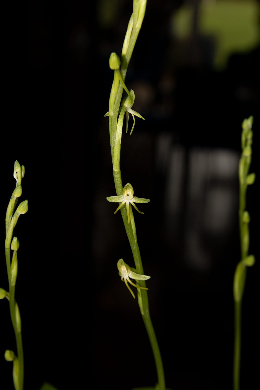habenaria-tridactilytes.jpg