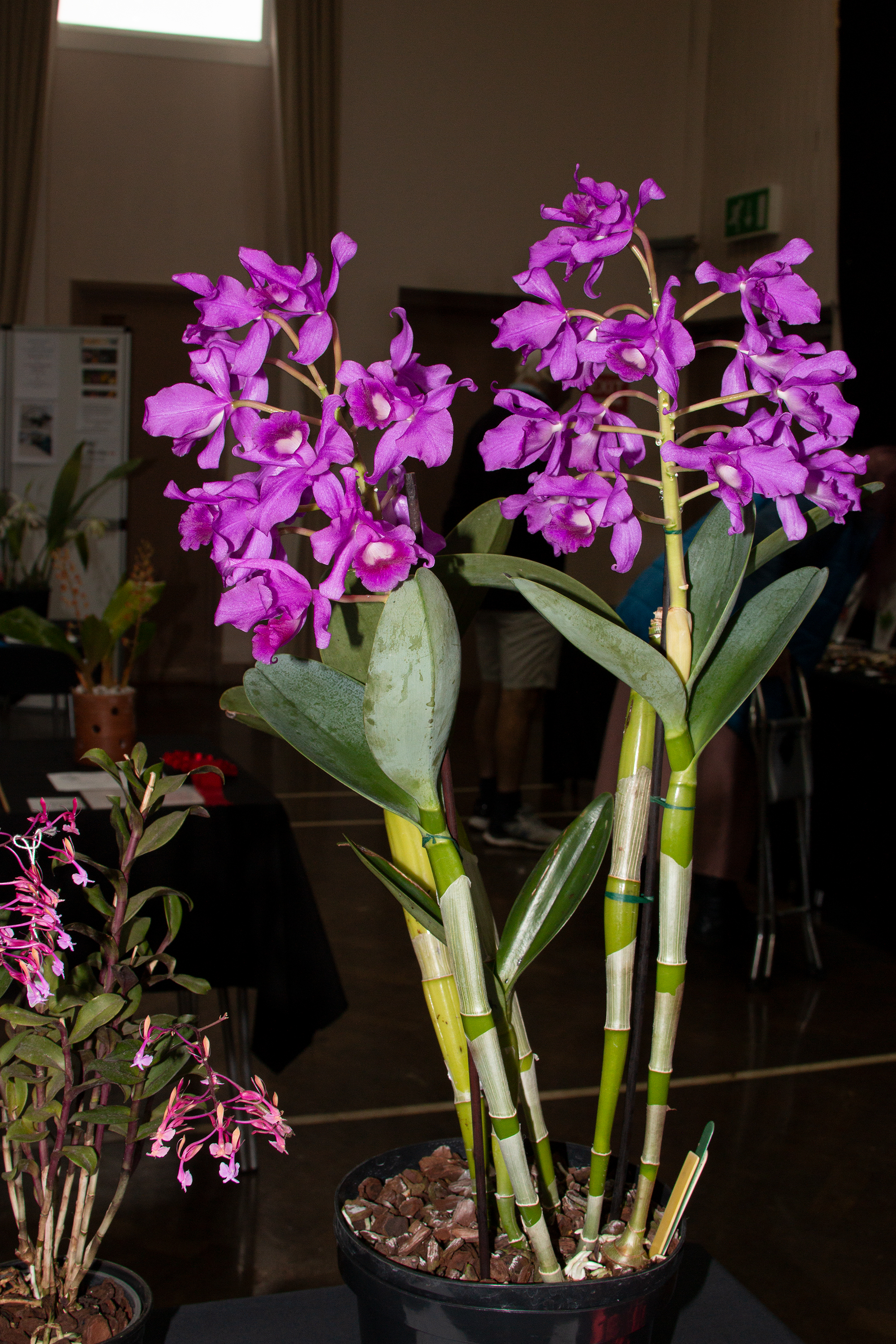 IMG_7067.jpg
