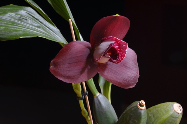 DSC_0567a.jpg
