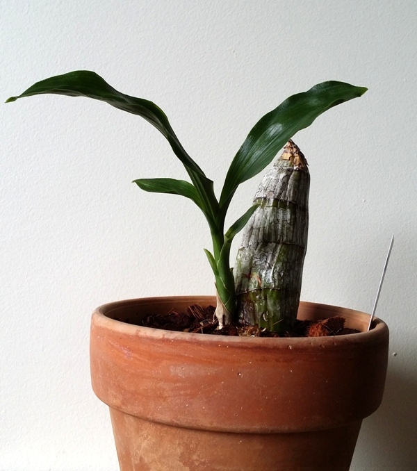 Catasetum shunkei 2014-05-11 1.jpg