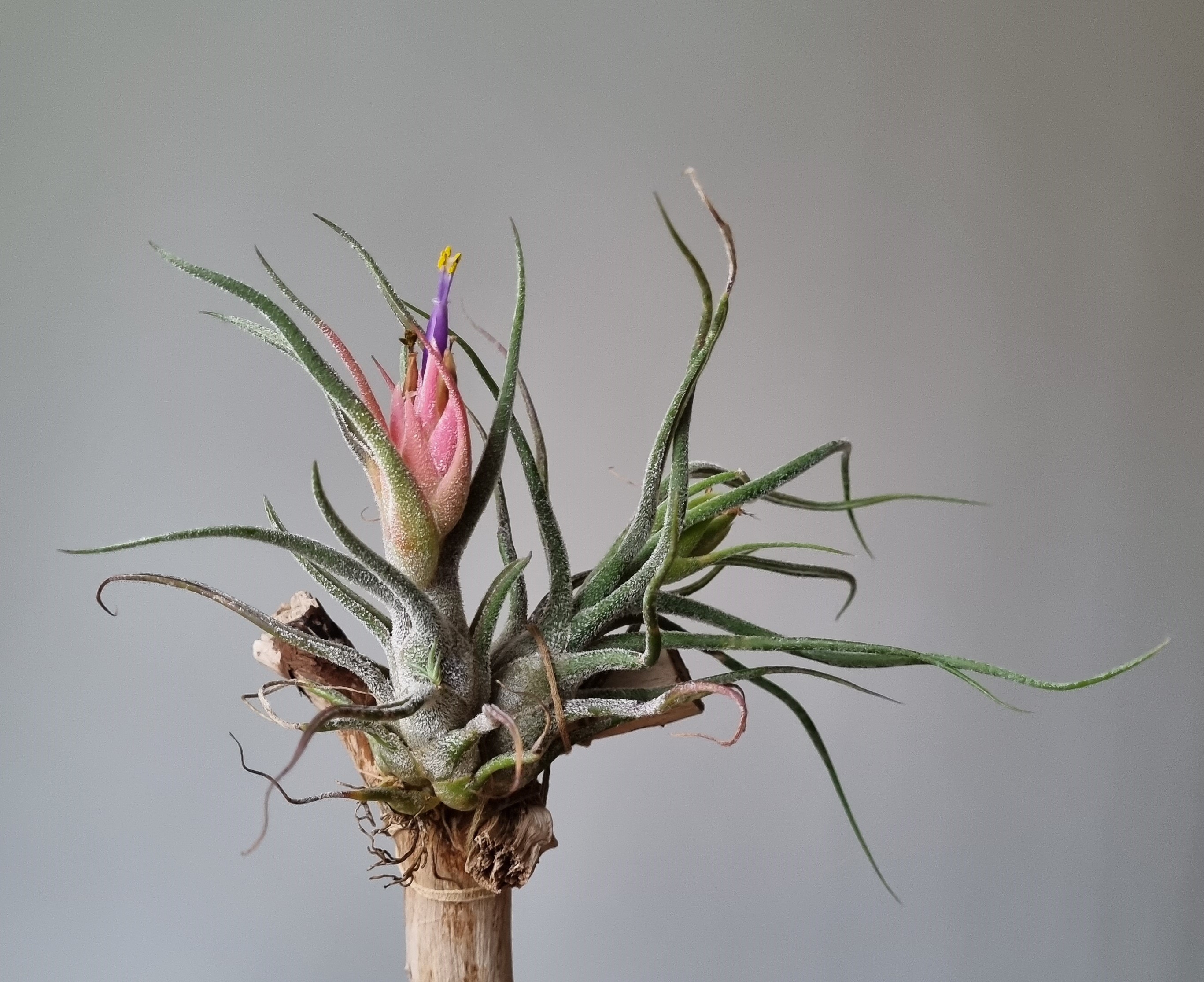 20221114_Tillandsia pruinosa.jpg