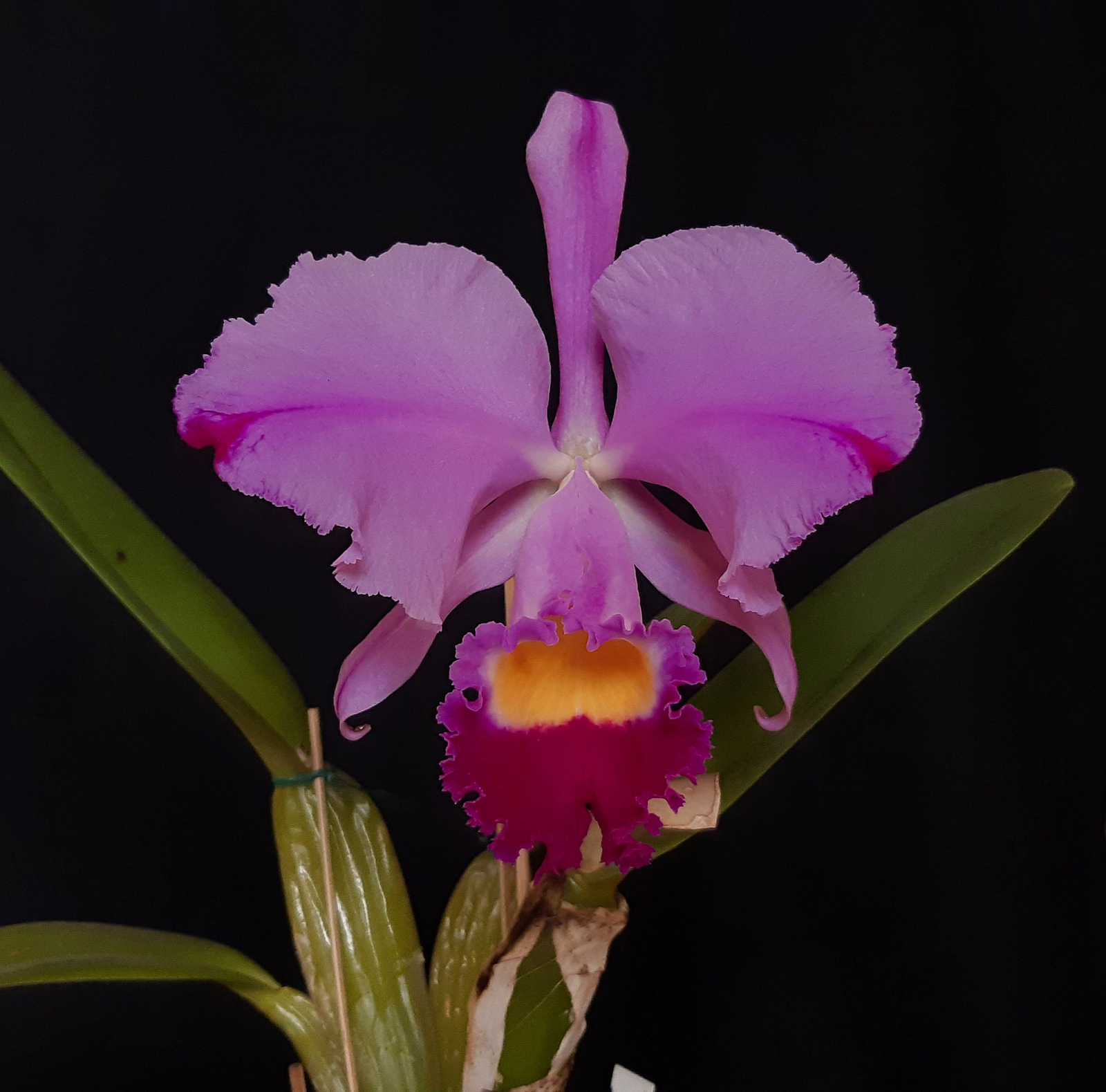 2019-03-26_01-07-20.jpg