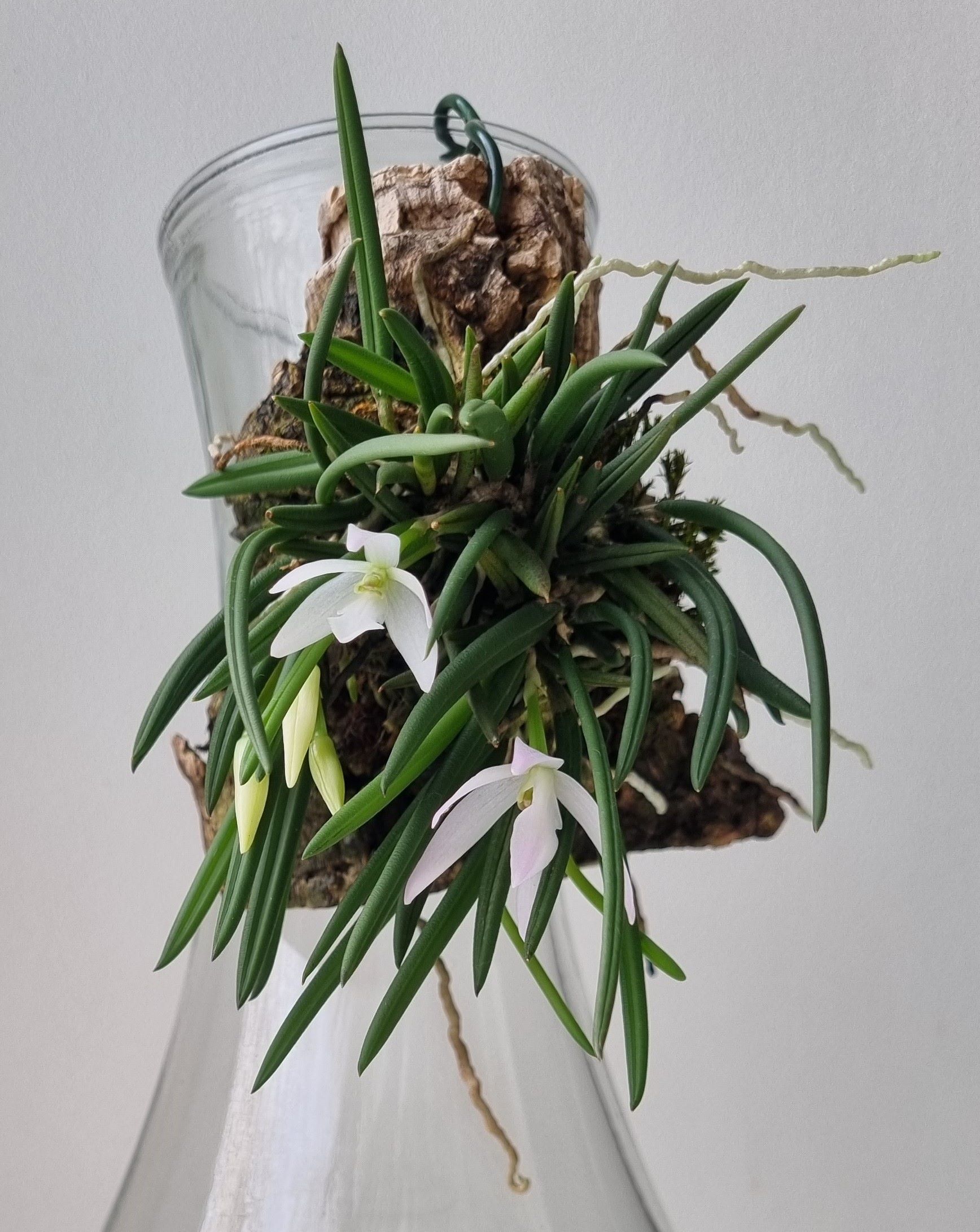 20221214_Leptotes unicolor.jpg