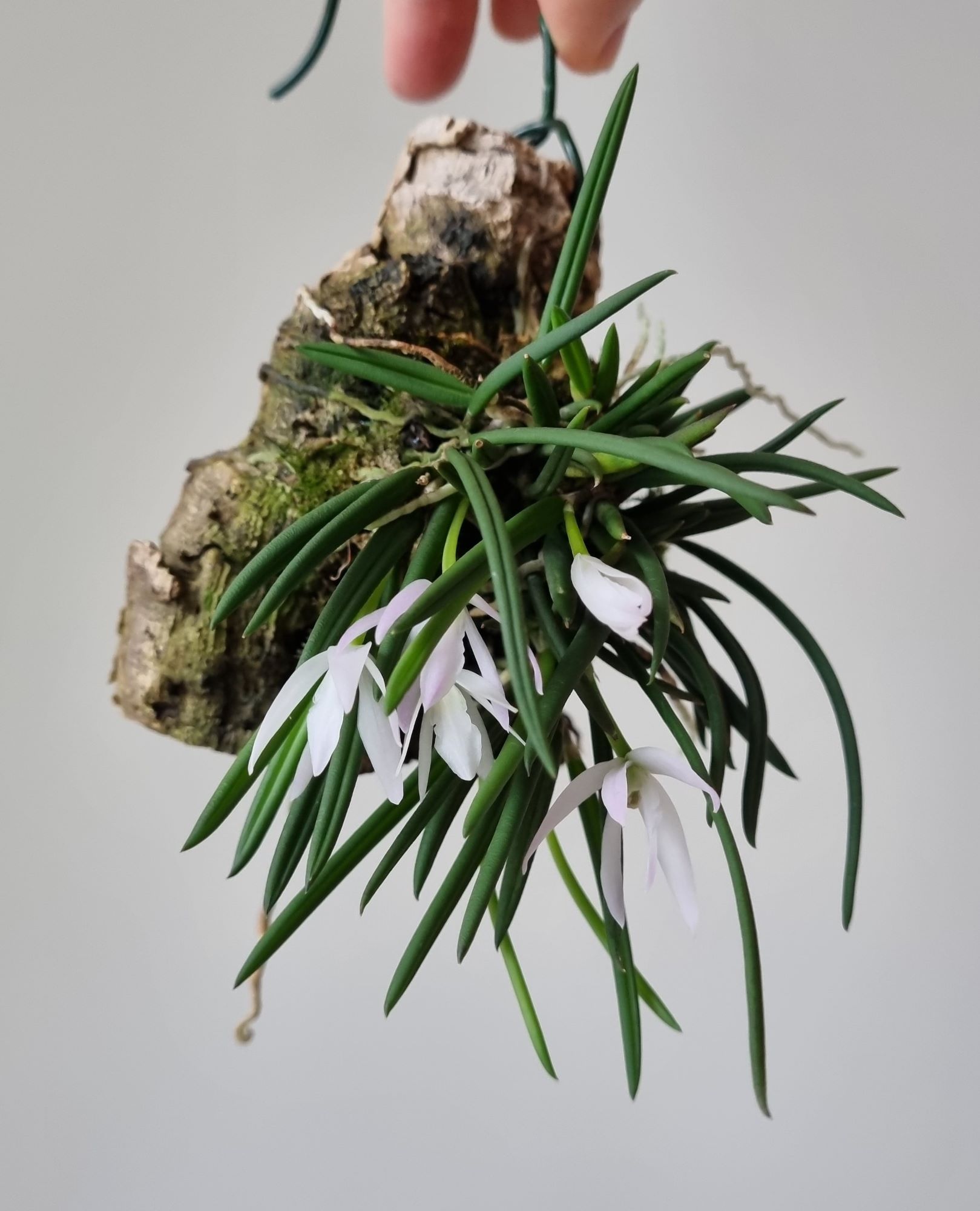 20221225_Leptotes unicolor.jpg