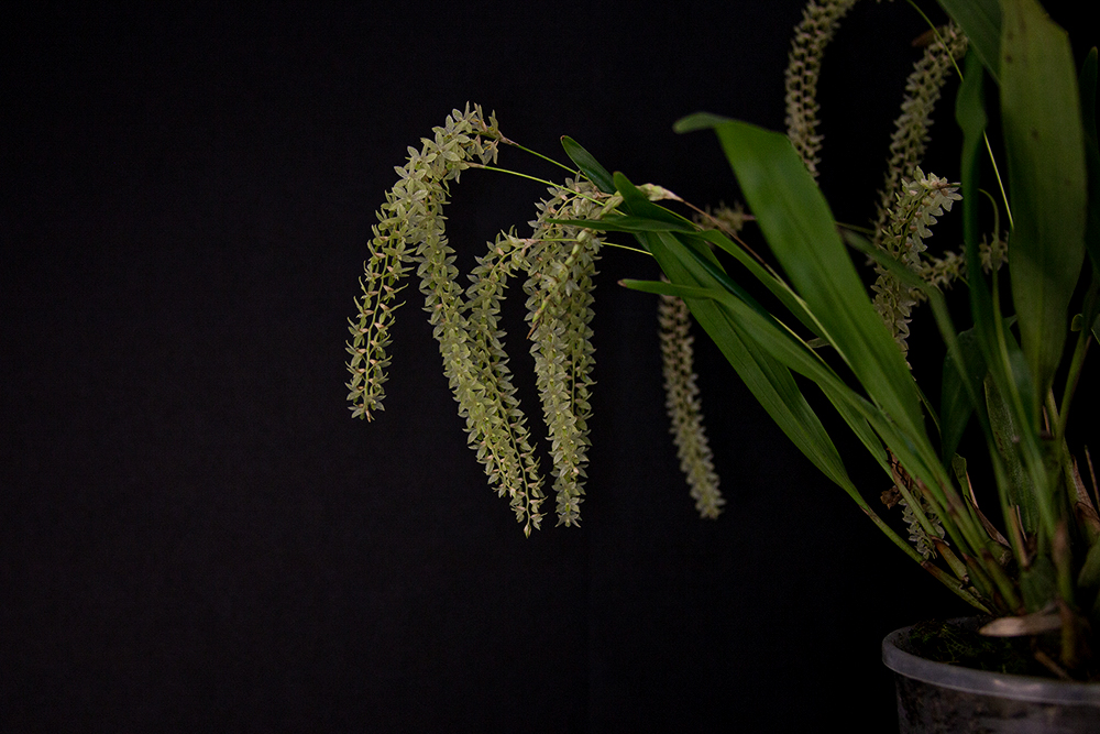 Dendrochillum uncatum var uncatum