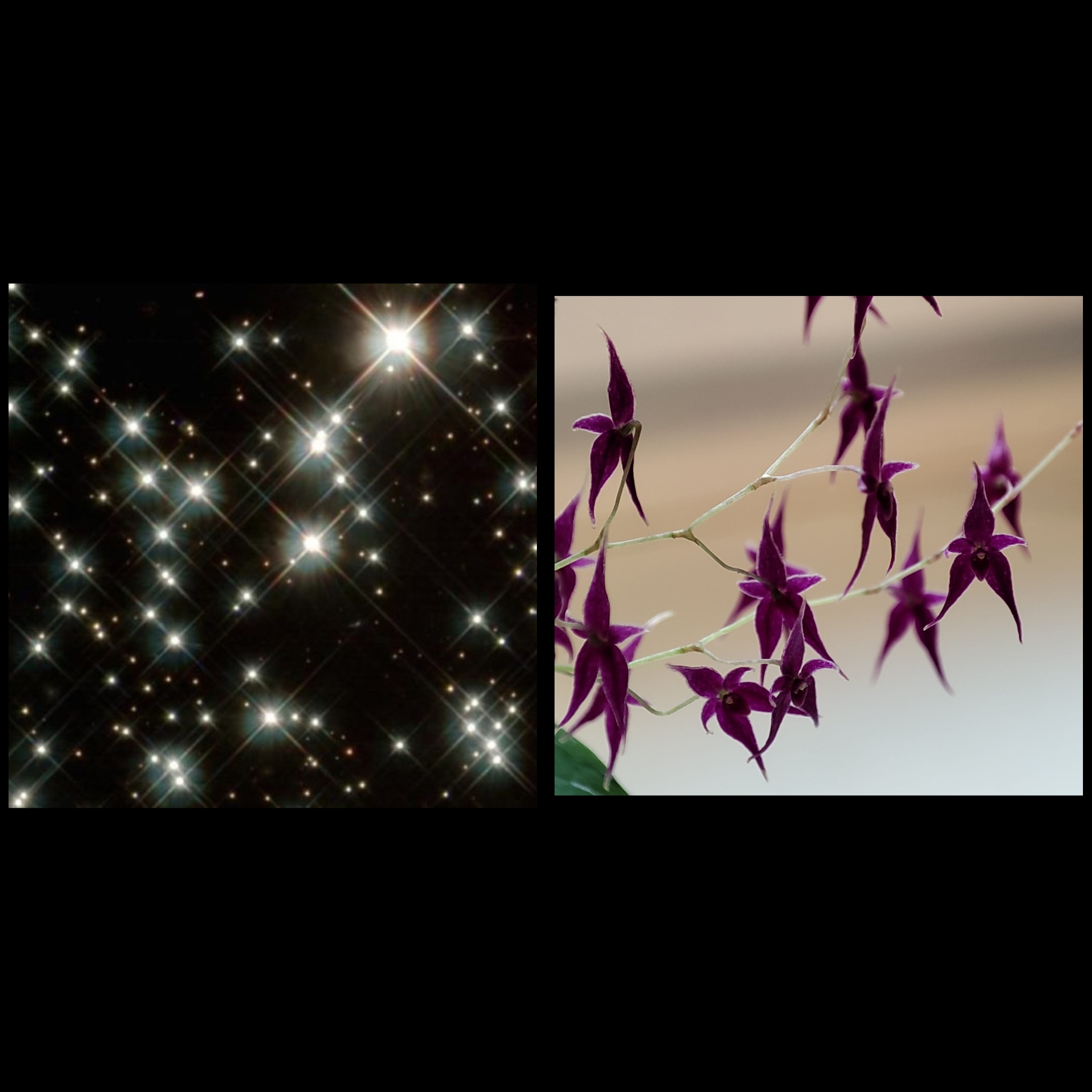 PhotoCollage_1676661643669.jpg