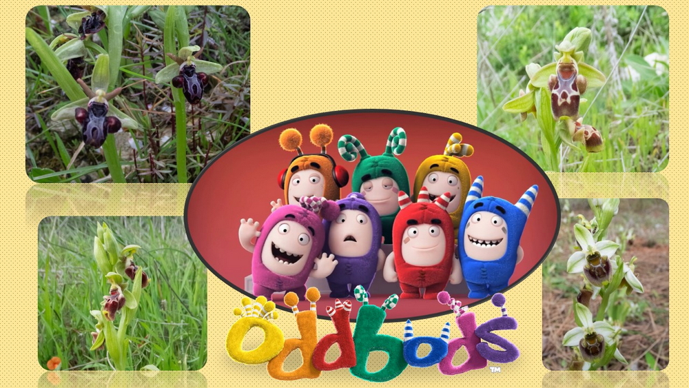 Oddbods_1000.jpg