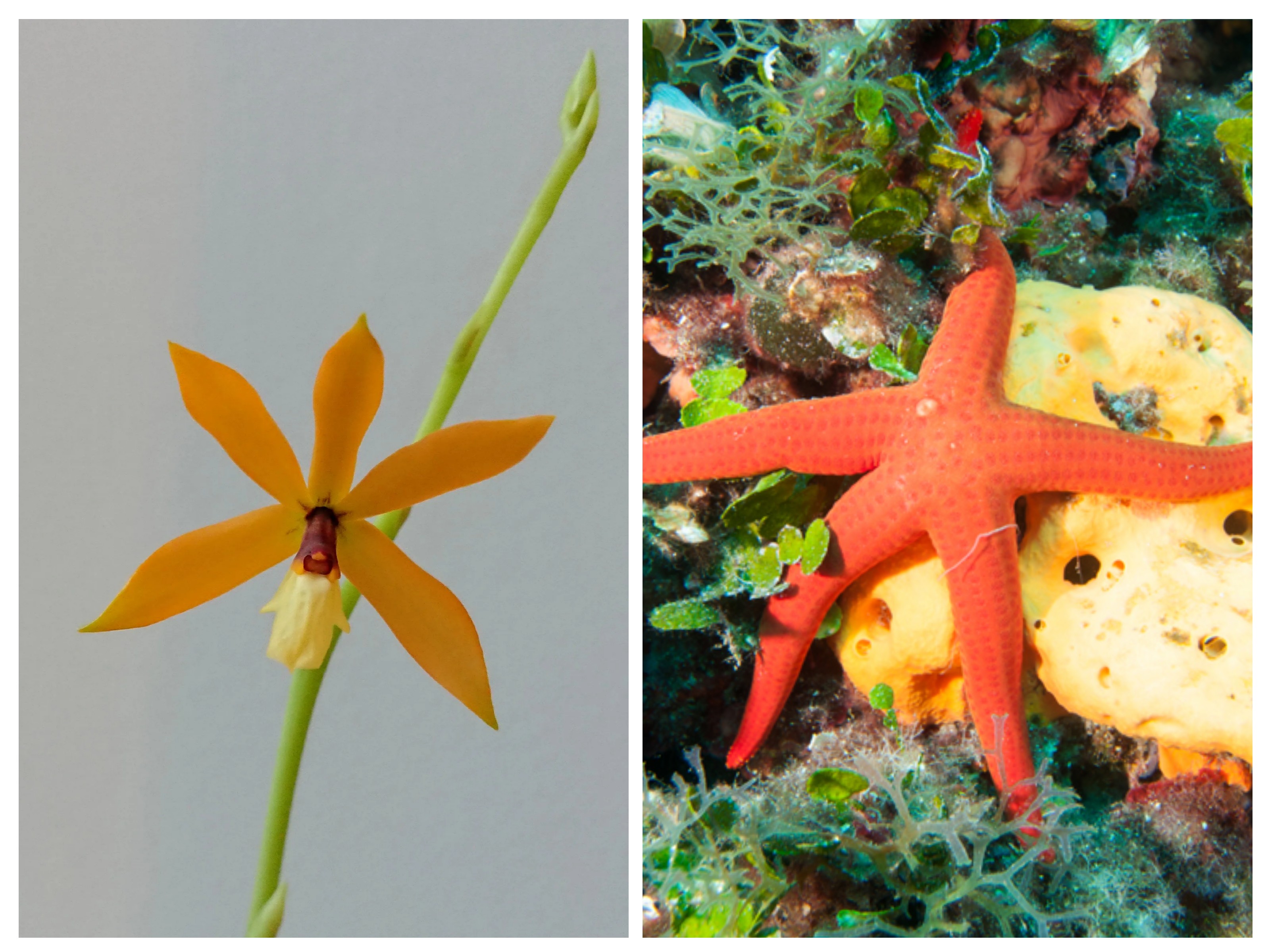 Epidendrum