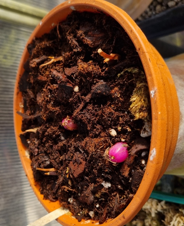 Pleione Britannia 'Doreen' (2).jpg