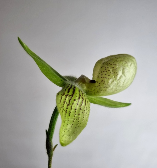 Paph. malipoense (2).jpg