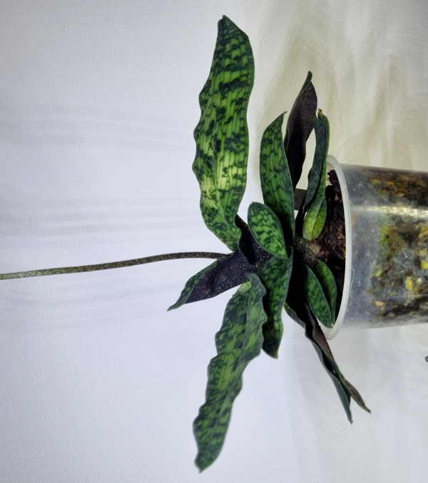 Paph. malipoense (1).jpg