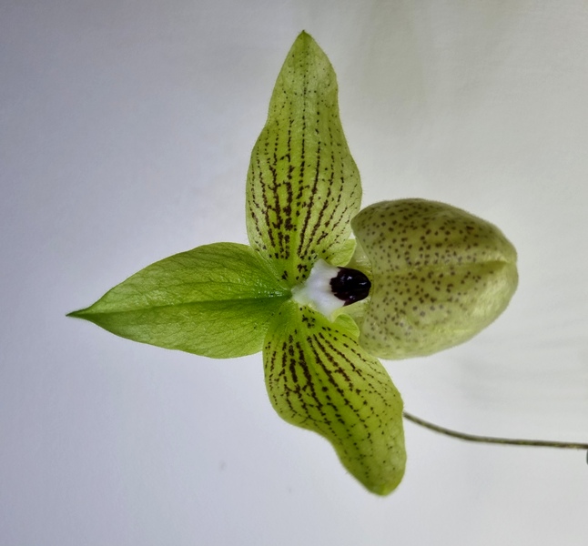 Paph. malipoense (3).jpg