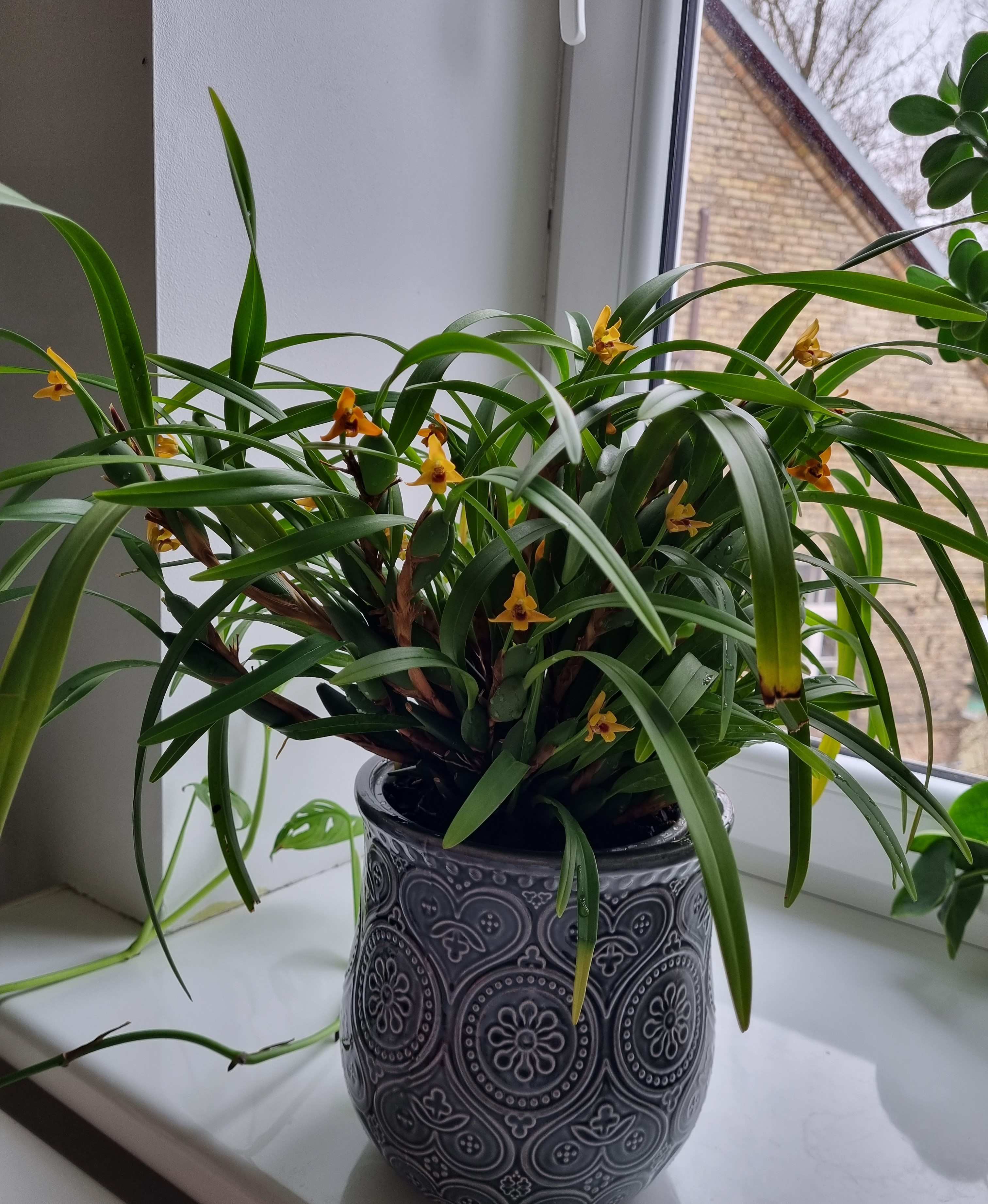 20230215_Maxillaria variabilis.jpg