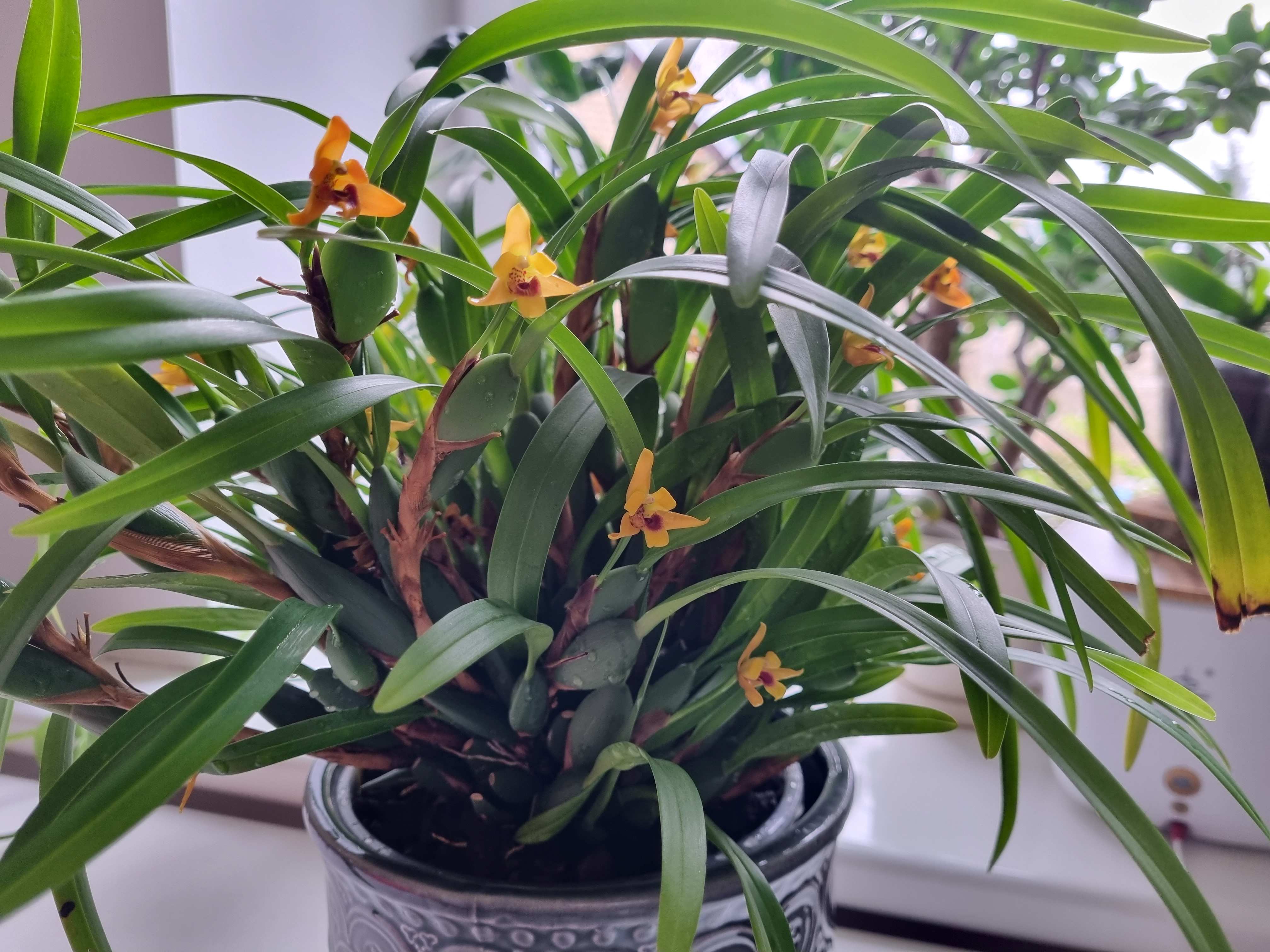 20230215_Maxillaria variabilis2.jpg