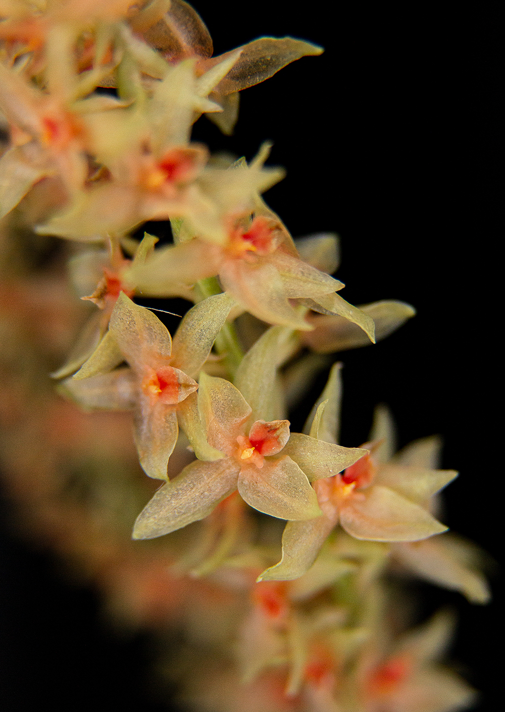 Dendrichillum tortile