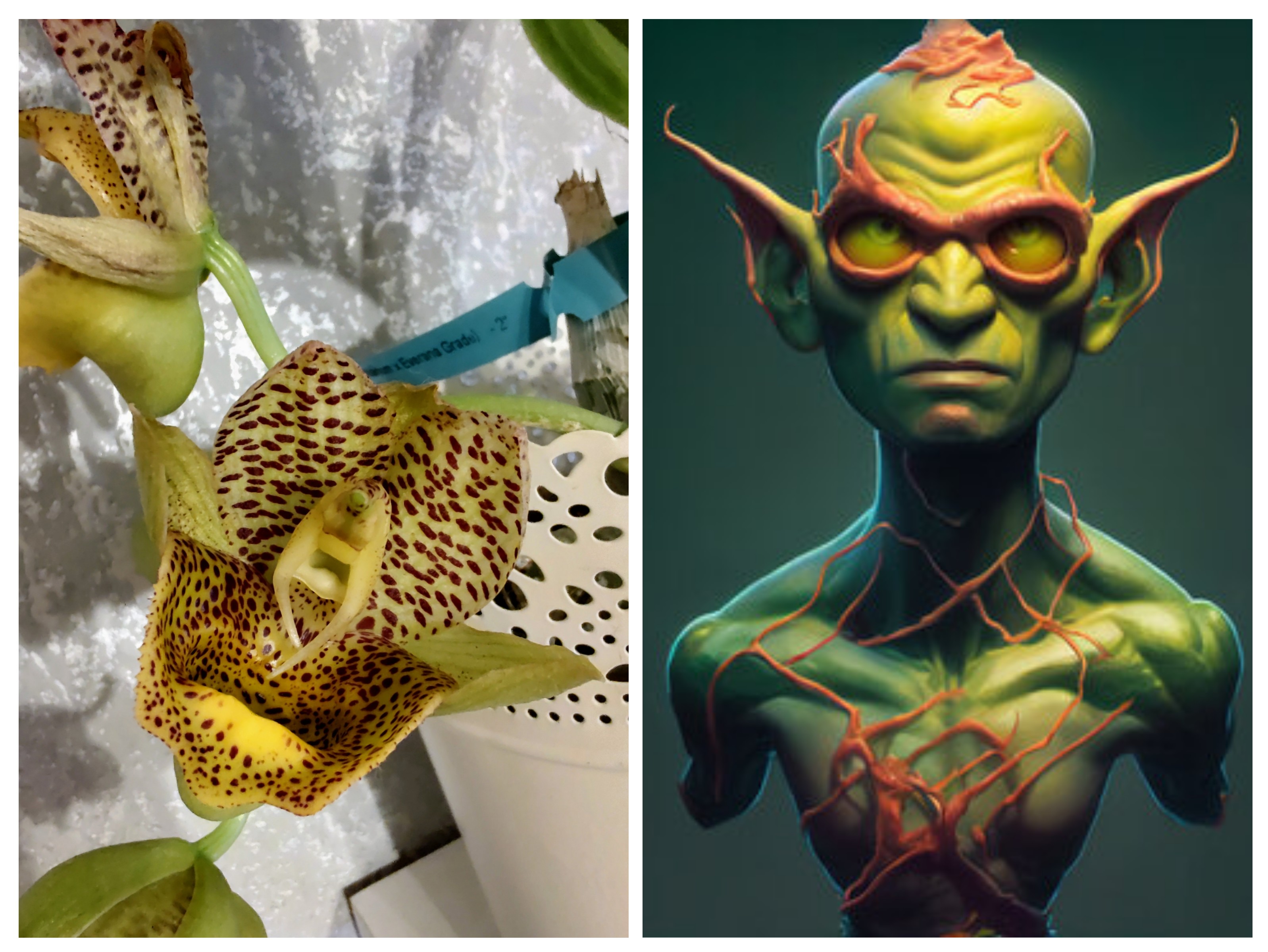 Catasetum&amp; Elf