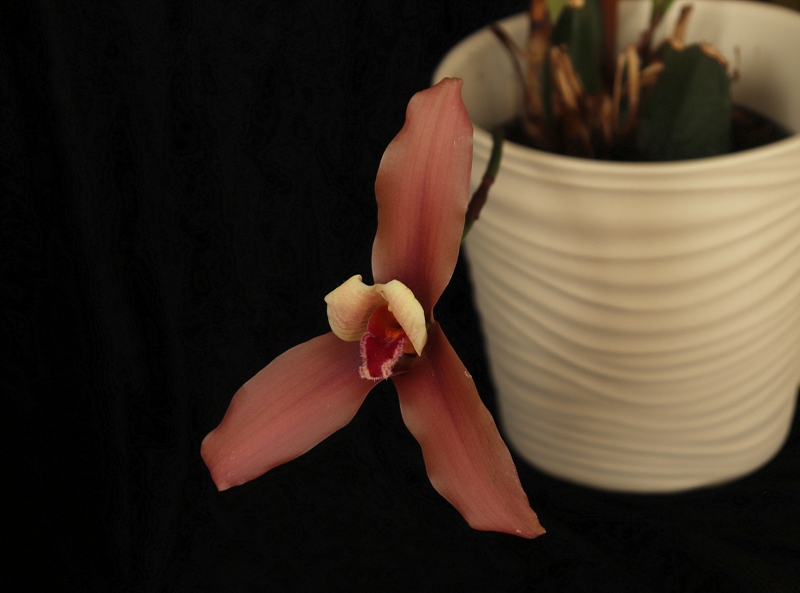 Lycaste Luciani'23.03.12.JPG