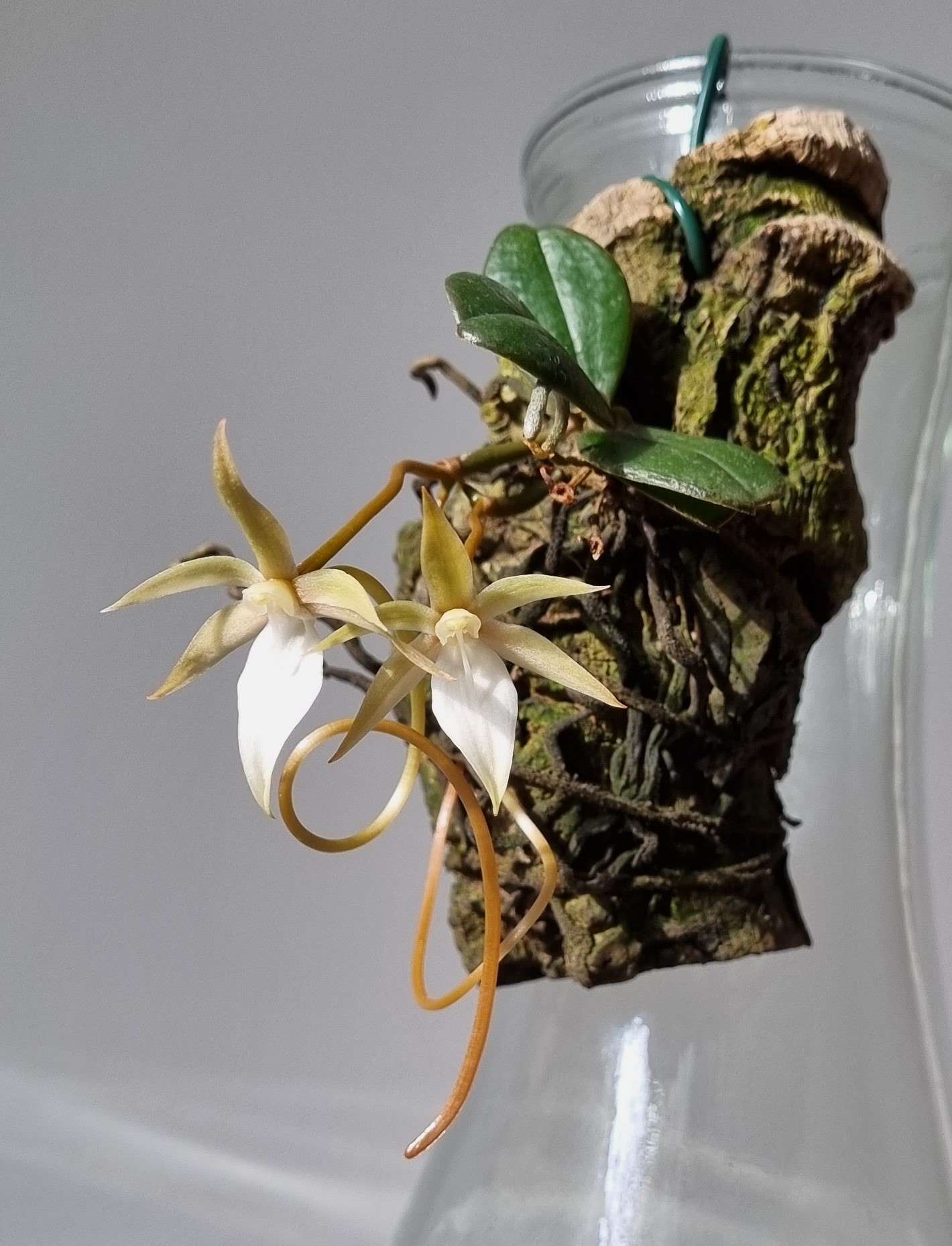 20230316_Aerangis monantha2.jpg