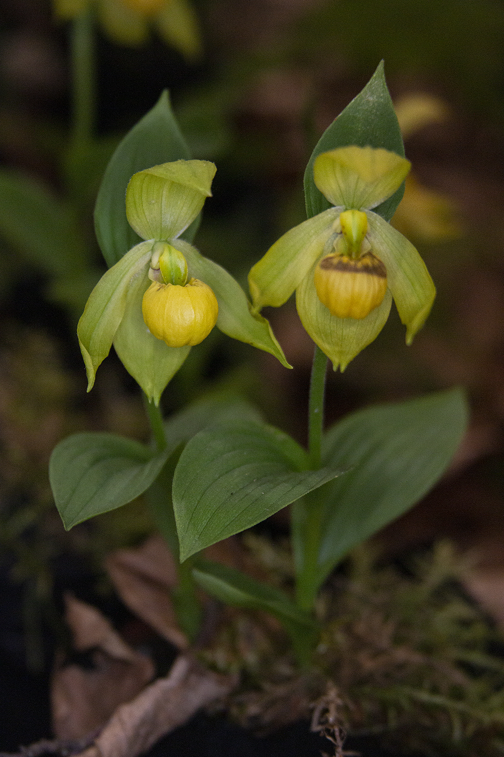 C.Segawae