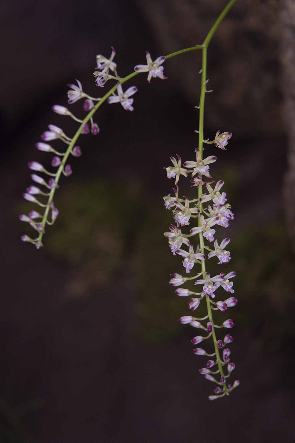 Dresden orchids.jpg