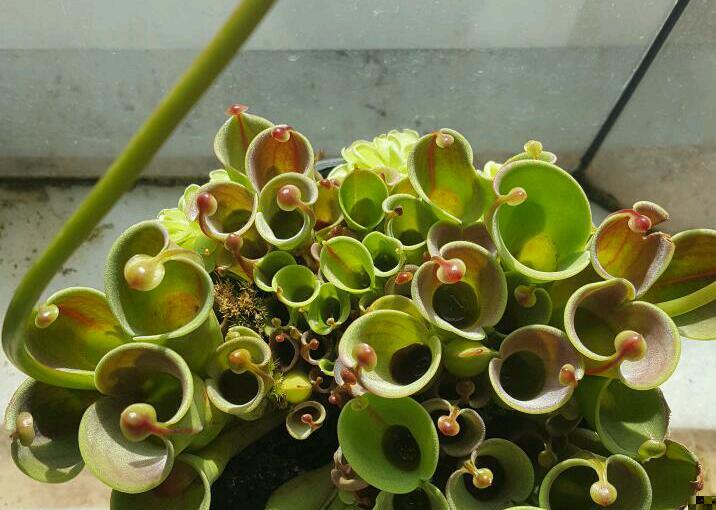 Heliamphora 2.jpg