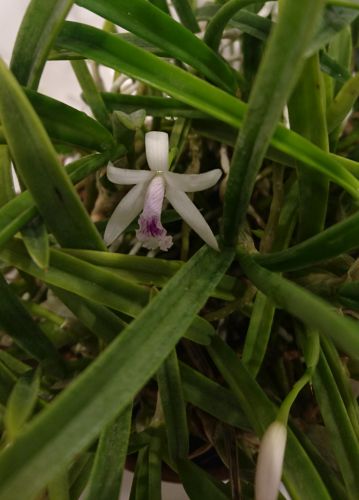 Laelia_lundii.jpg