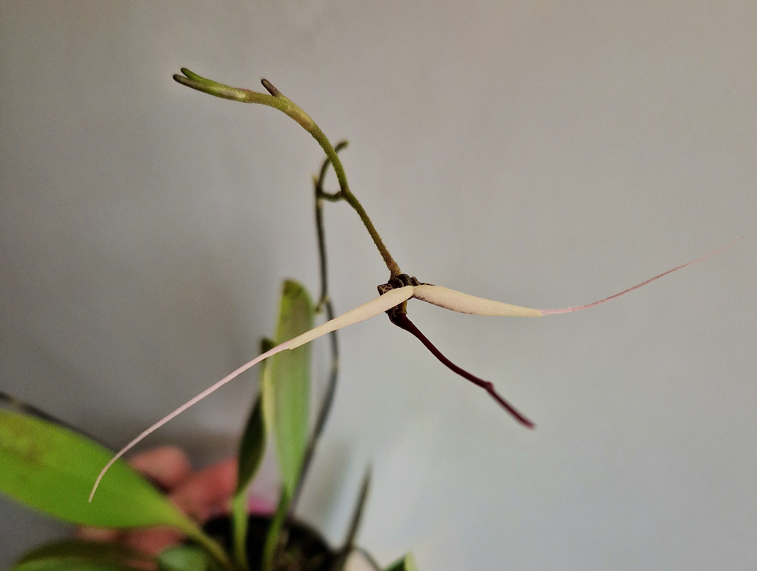Scaphosepalum gibberosum