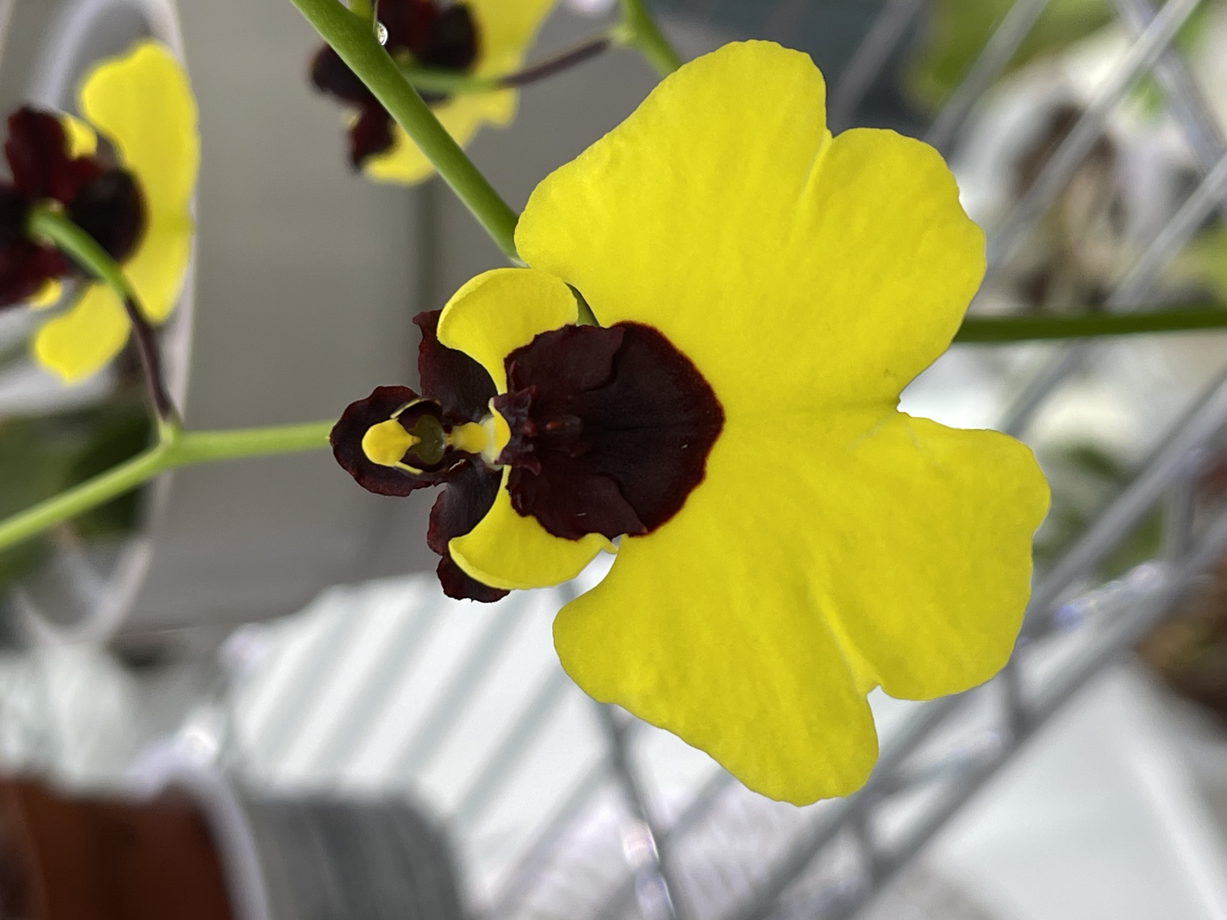 IMG_0719.jpeg