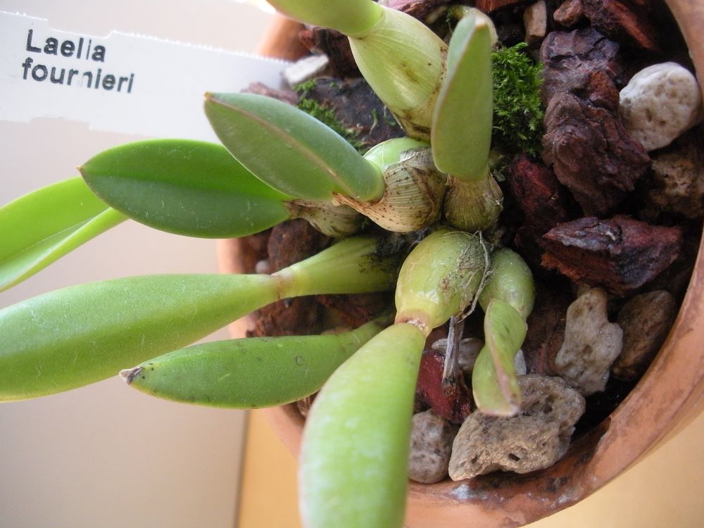Laelia fournieri3.JPG