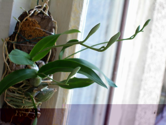 encyclia_mariae_pump_2.jpg