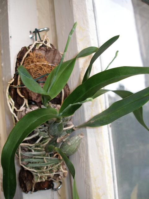 encyclia_mariae_pump_1.jpg