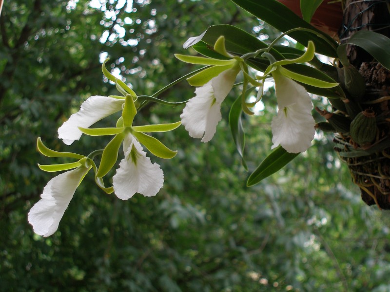 encyclia_mariae1-1.jpg