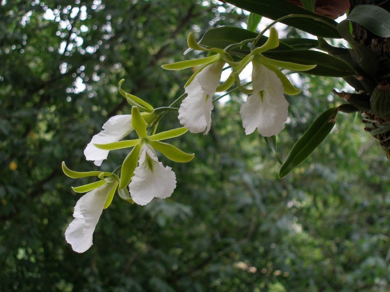 encyclia_mariae1.jpg
