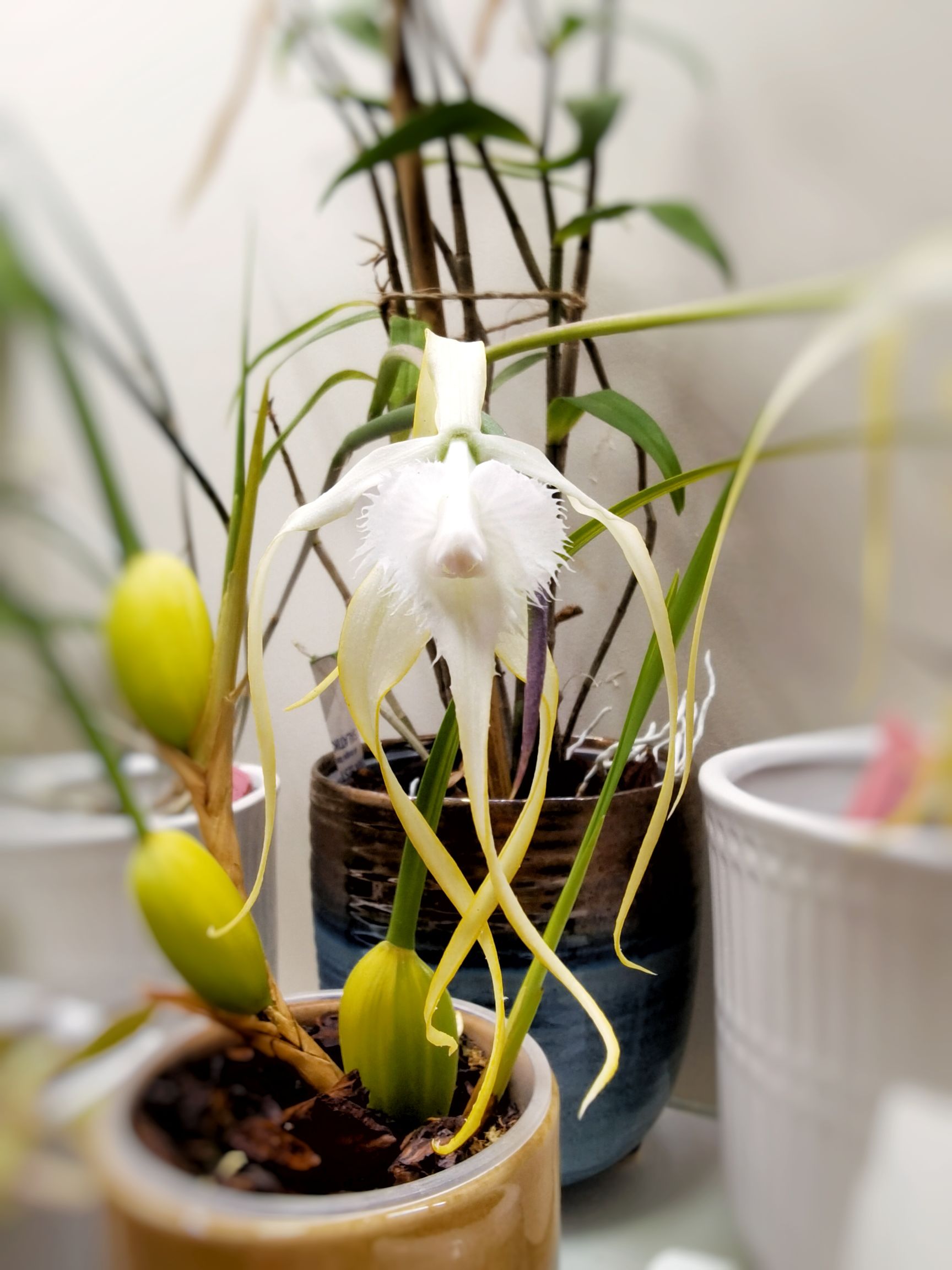 Brassavola cuculata x sib 2.jpg
