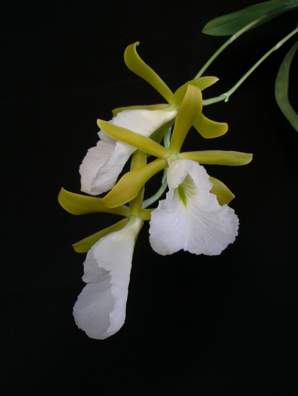 encyclia_mariae3.jpg