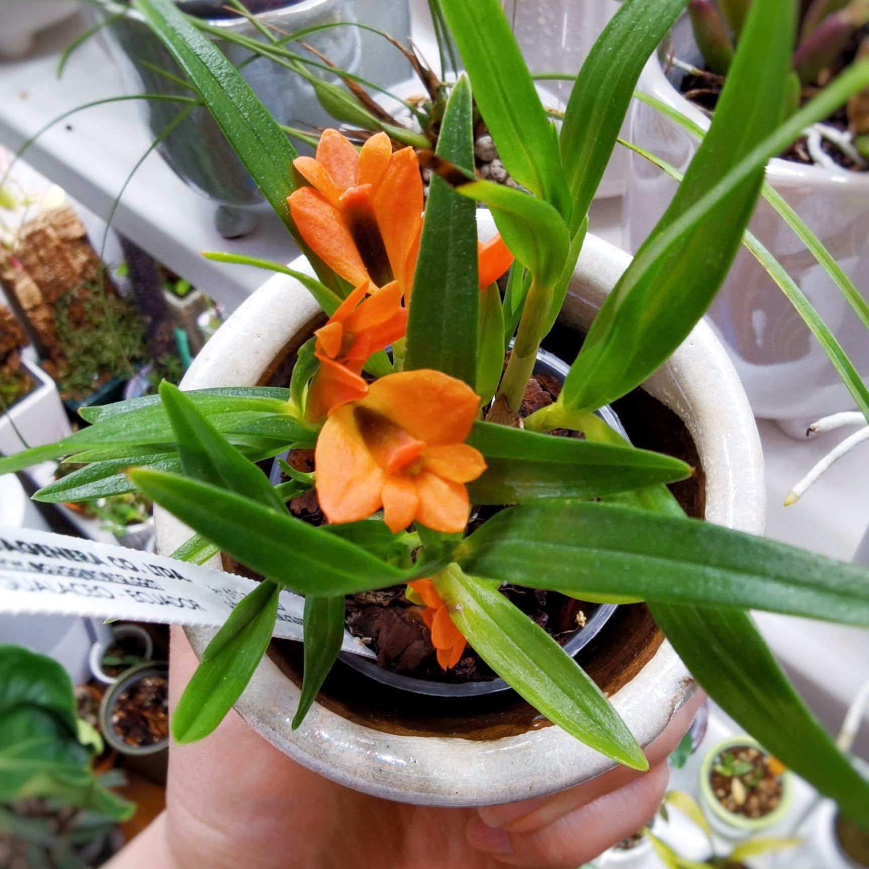 Dendrobium vexillarius.jpg