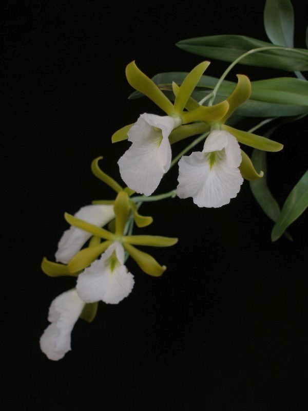 encyclia_mariae2.jpg