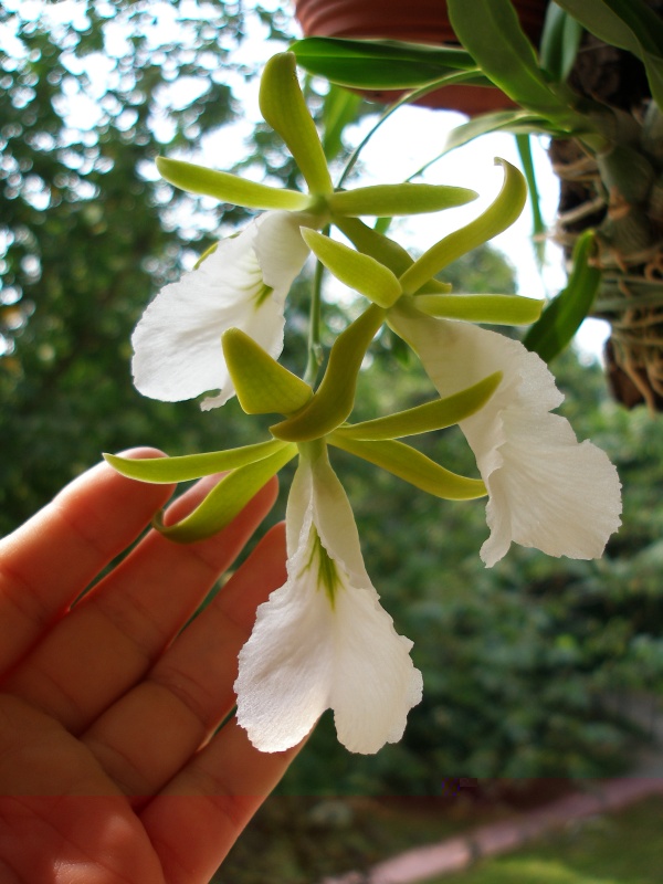 encyclia_mariae4.jpg