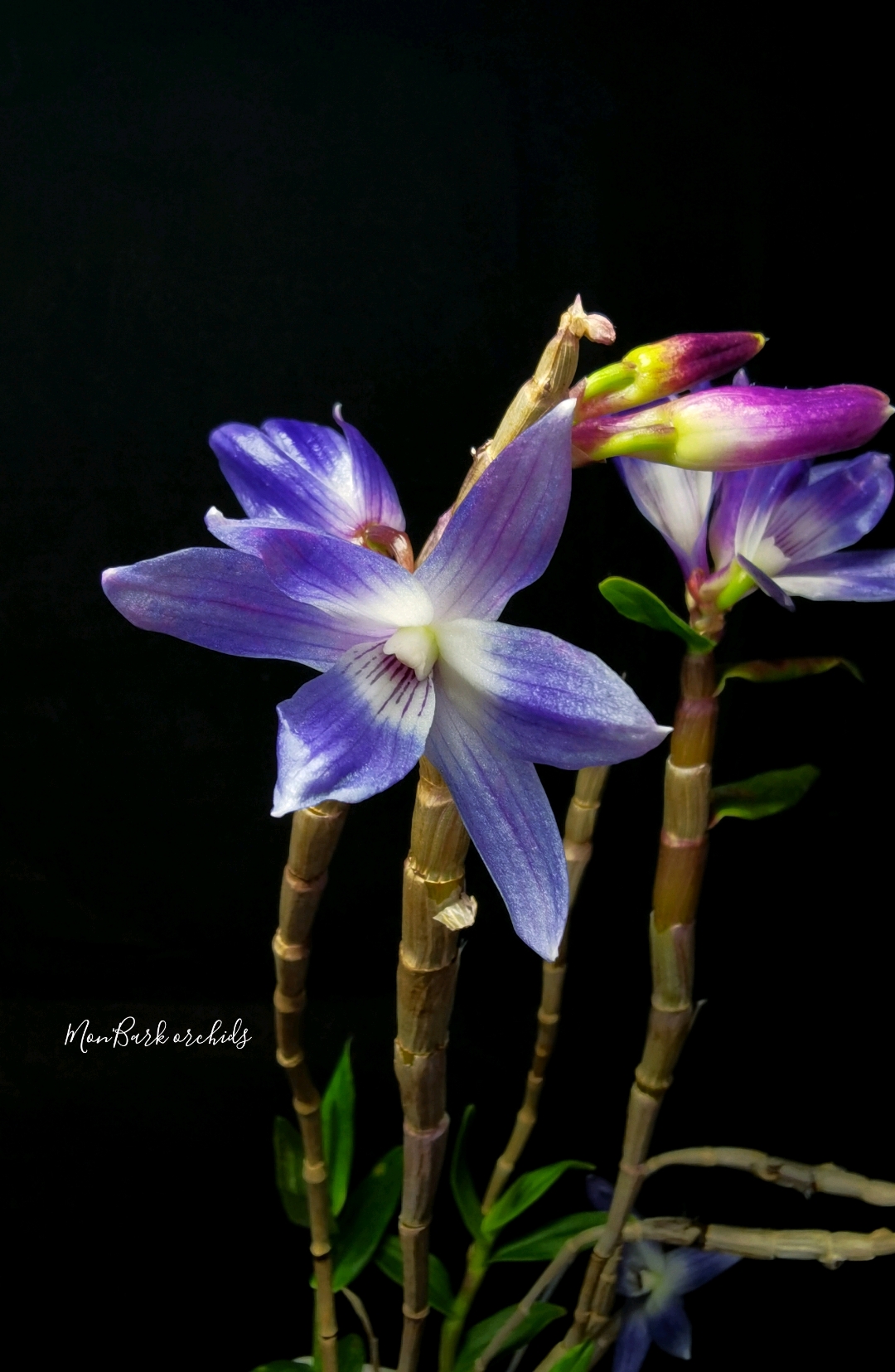 Dendrobium victoria reginae.jpg
