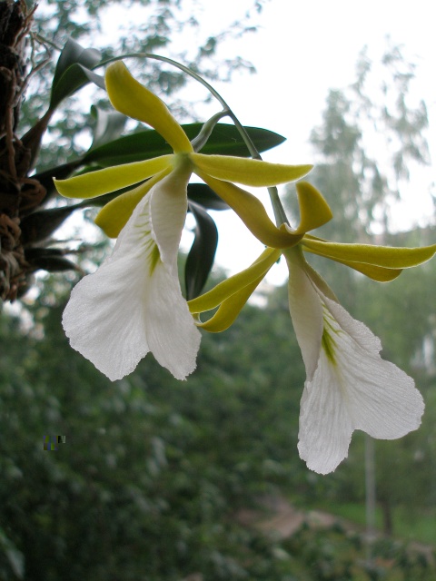 encyclia_mariae-.jpg